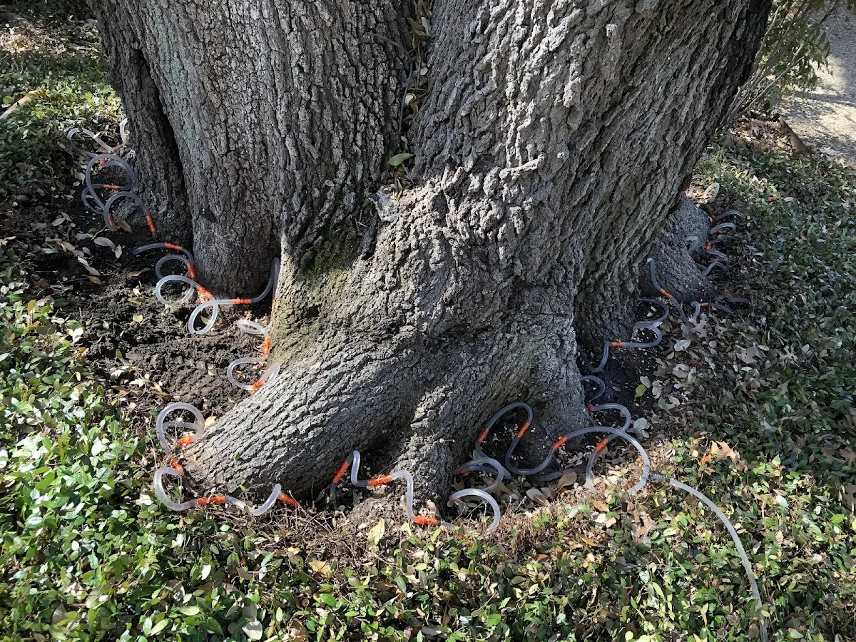 Detailed Tree Cabling and Bracing job site in Lawtons