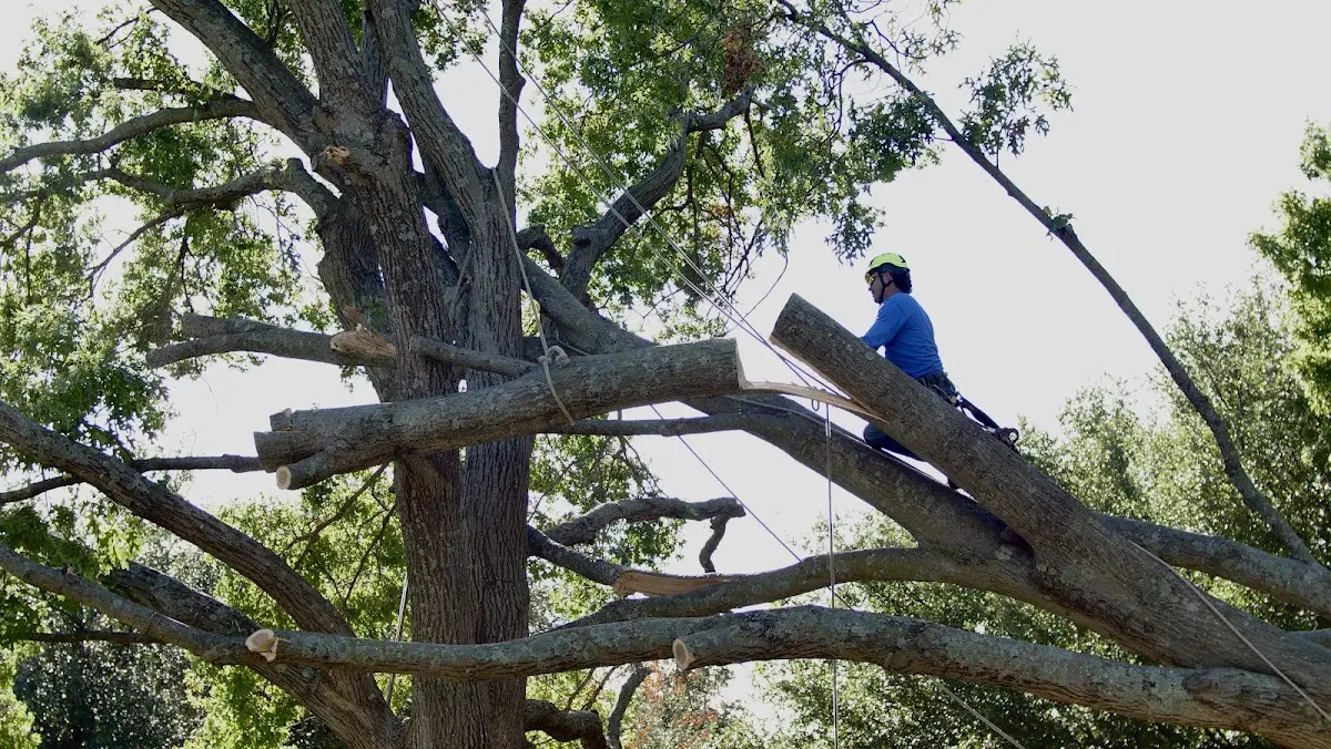 Professional Crown Thinning performed by certified arborists in Lawtons