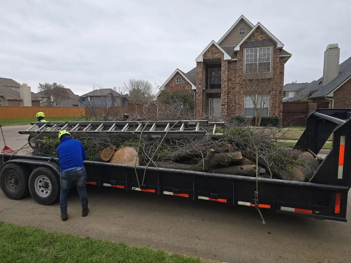 Expert Tree Fertilization with proper safety equipment in Lawtons